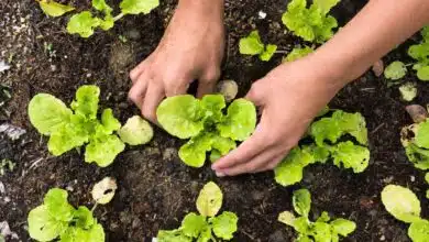 Baking soda will bring life to plants, plants will become green