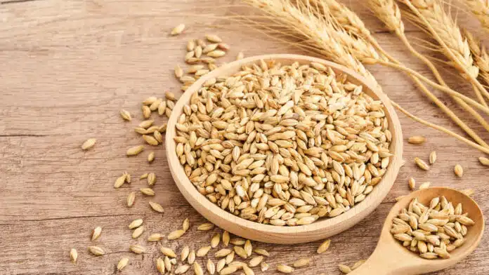 Barley porridge is beneficial in reducing obesity, it provides these other health benefits