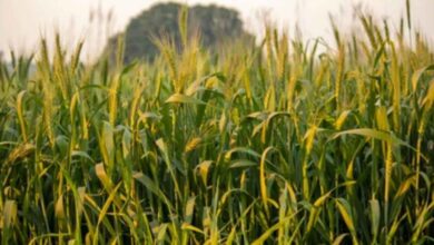 Grow this crop without water and fertilizer in Kharif season, you will become rich in 65 days