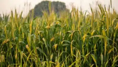 Grow this crop without water and fertilizer in Kharif season, you will become rich in 65 days