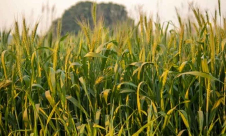 Grow this crop without water and fertilizer in Kharif season, you will become rich in 65 days
