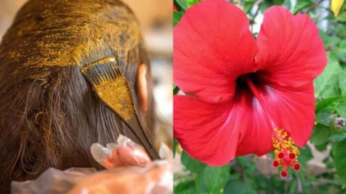 Hibiscus flower gives not just one but many benefits to the hair