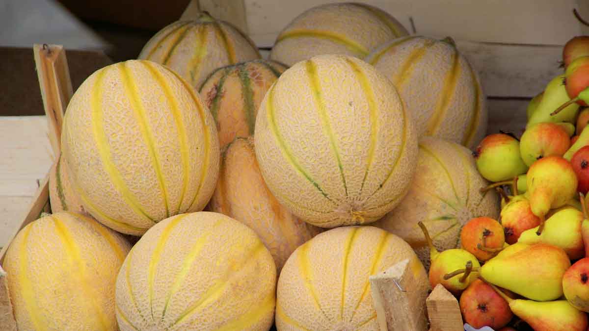 How to identify the sweetness of muskmelon Buy it with these tips