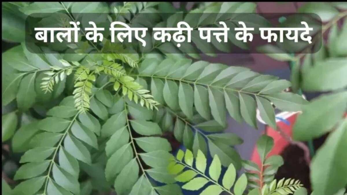 How to prevent hair fall using curry leaves