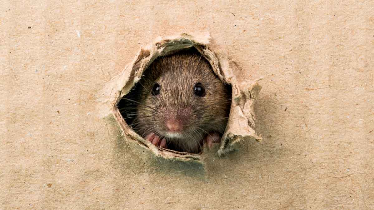 If rats are creating terror in your house, then just follow these 5 home Remedies