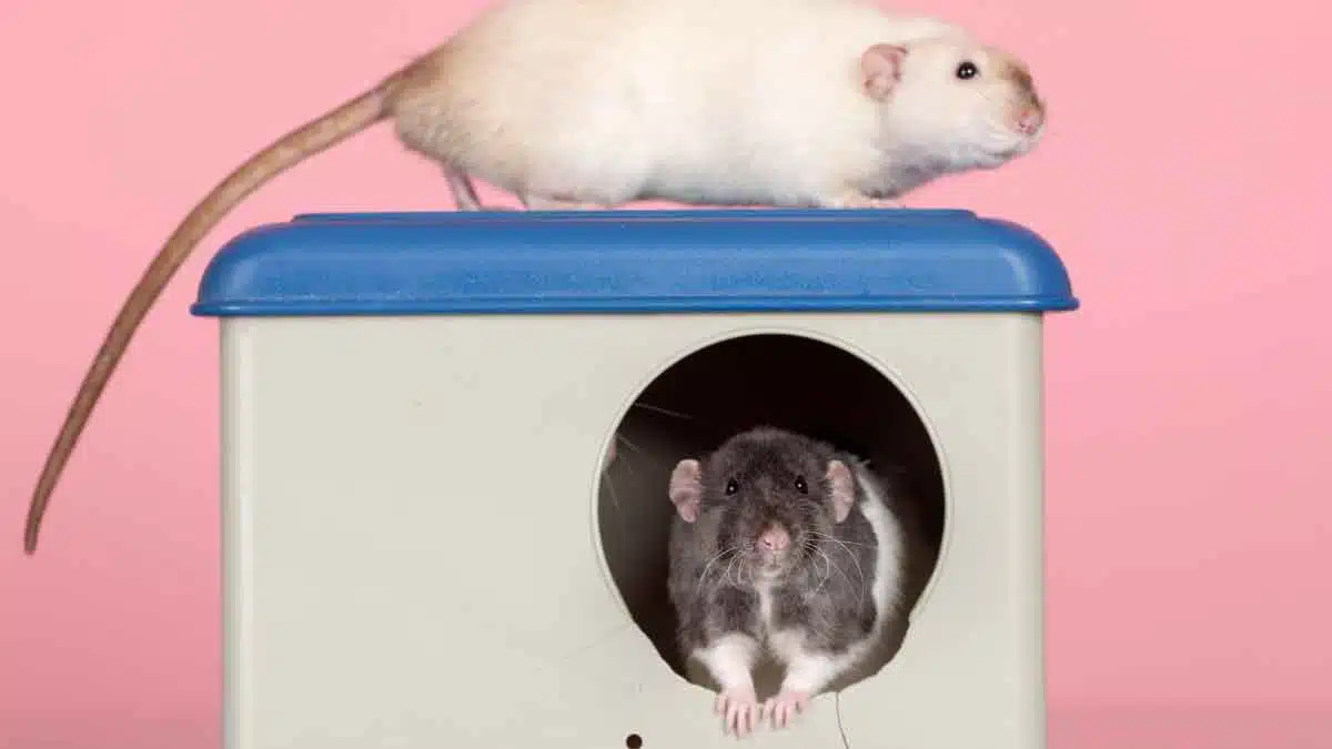 If rats are creating terror in your house, then just follow these 5 home Remedies