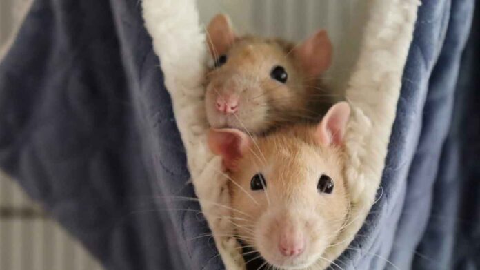 If rats are creating terror in your house, then just follow these 5 home Remedies