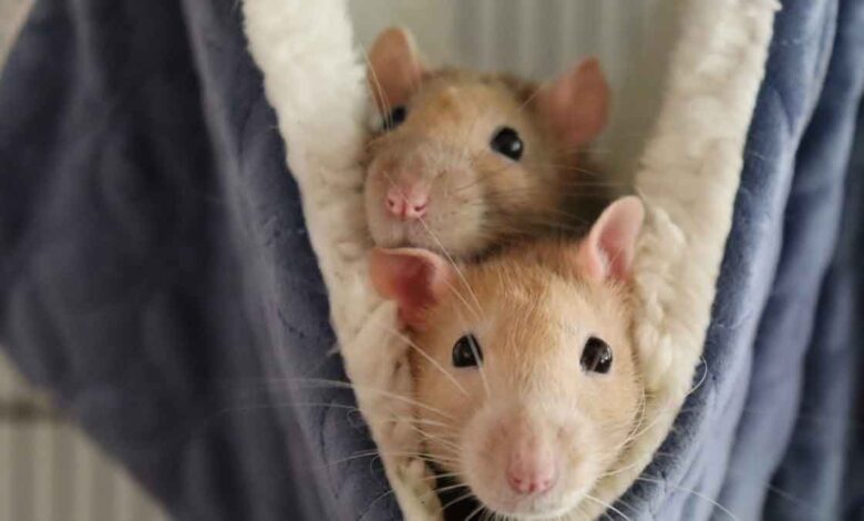 If rats are creating terror in your house, then just follow these 5 home Remedies