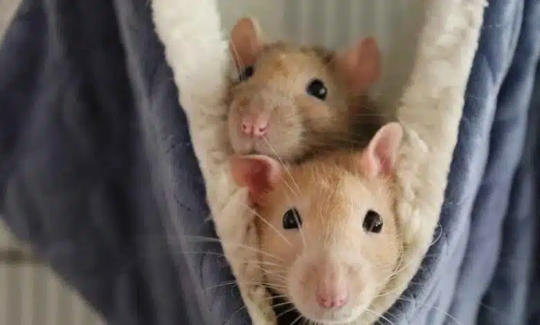 If rats are creating terror in your house, then just follow these 5 home Remedies