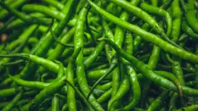 If you also eat Green Chillies every day, then know the amazing benefits of eating it