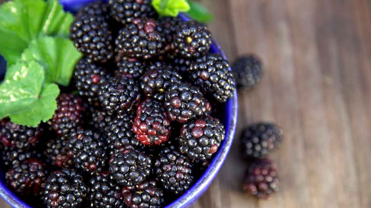 If you eat this Black fruit, your diseases will go away