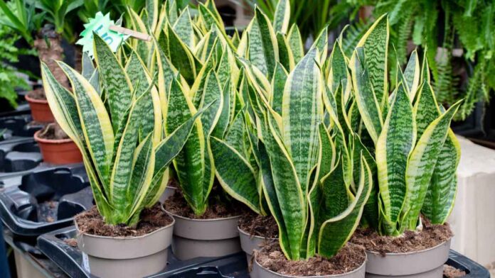 If you have a 'Snake Plant' in your house, you must know these 6 unique things
