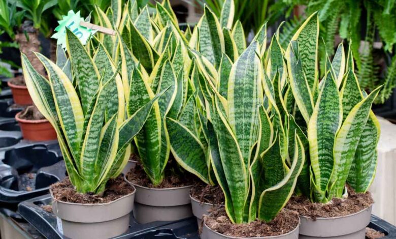 If you have a 'Snake Plant' in your house, you must know these 6 unique things