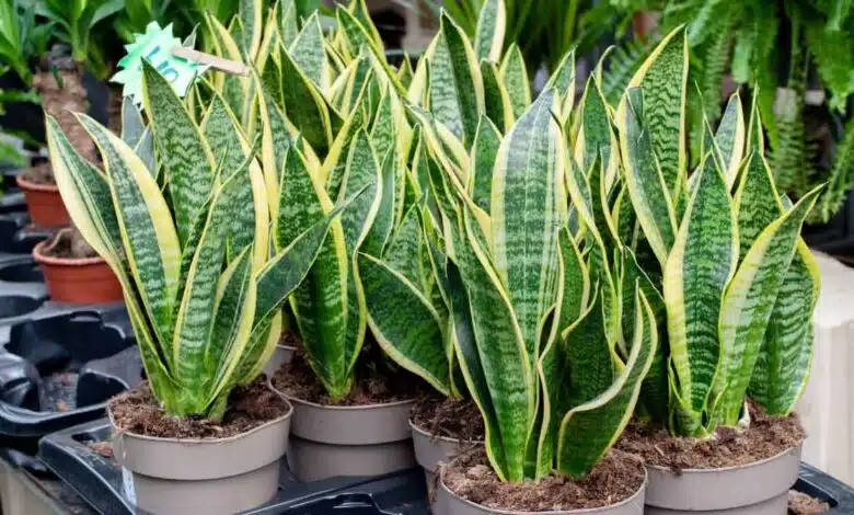 If you have a 'Snake Plant' in your house, you must know these 6 unique things