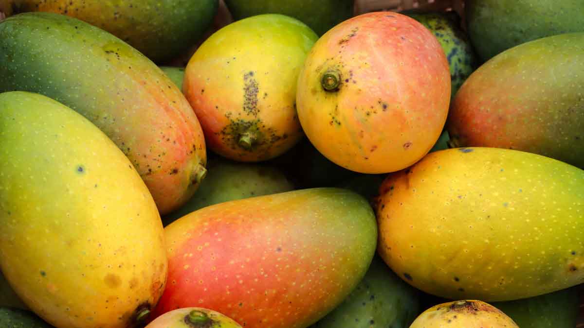 If you want to eat Mangoes for 6 months, then store them like this this summer