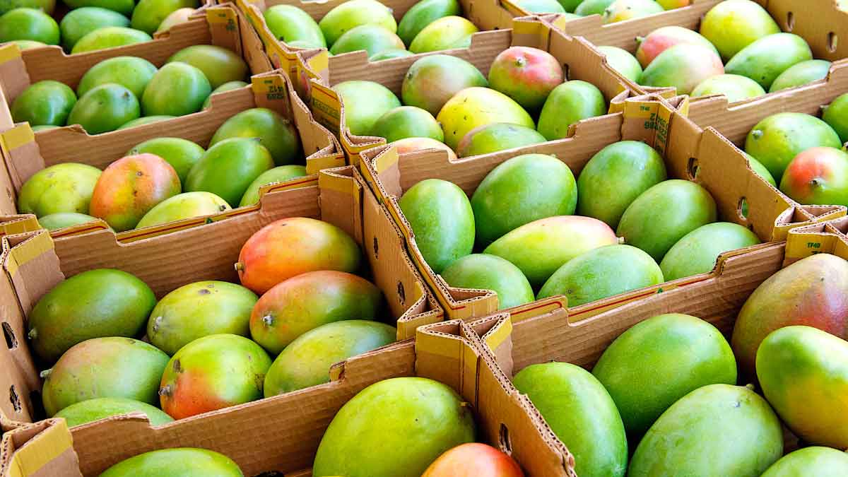 If you want to eat Mangoes for 6 months, then store them like this this summer