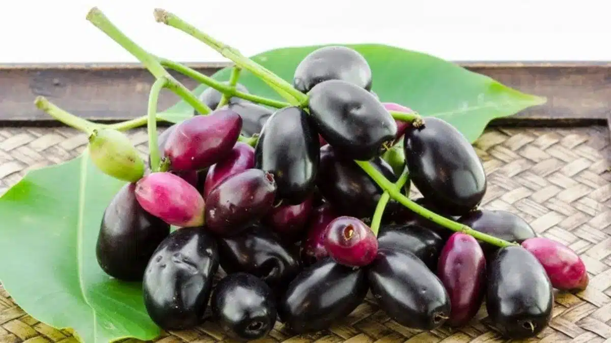 Jamun medicinal properties and 10 health benefits