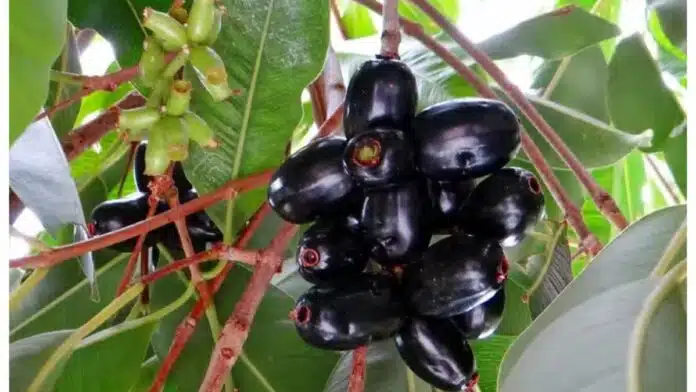 Jamun medicinal properties and 10 health benefits