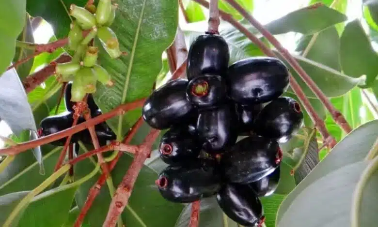 Jamun medicinal properties and 10 health benefits