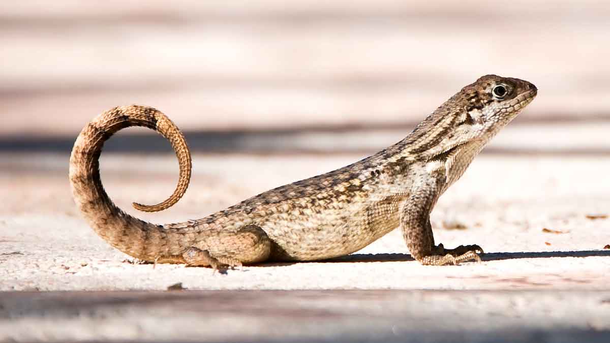 Lizards will not be seen in your house if you try this remedy