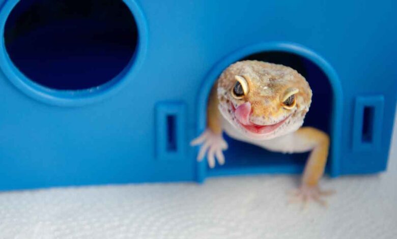 Lizards will not be seen in your house if you try this remedy