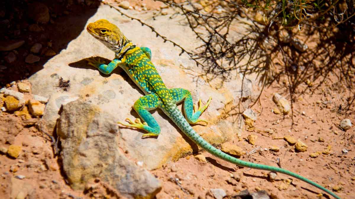 Lizards will not be seen in your house if you try this remedy