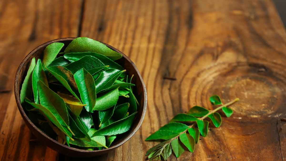 Losses and losses! Know these 7 things before growing Curry leaves at home