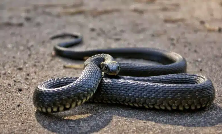 Snakes will not enter the house, do this work before the rainy season begins