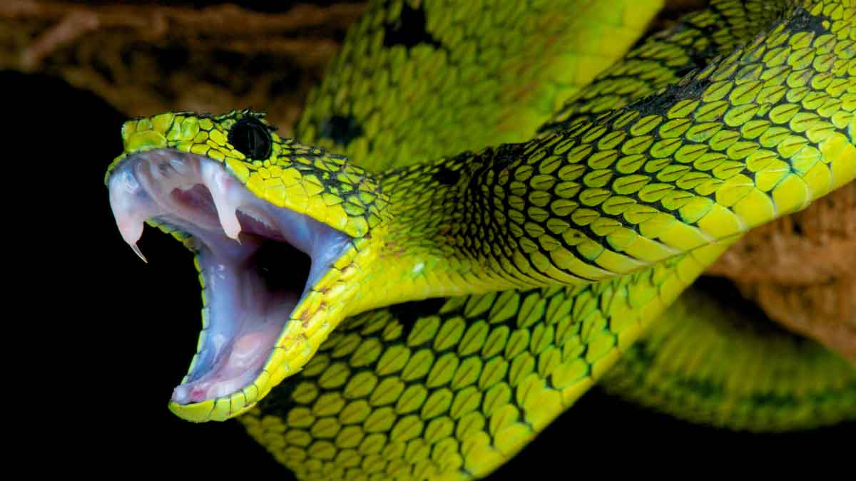 Snakes will not enter the house, do this work before the rainy season begins