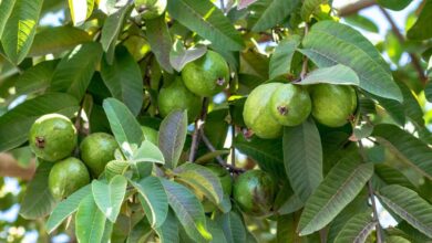 These 6 people should definitely eat guava leaves on an empty stomach