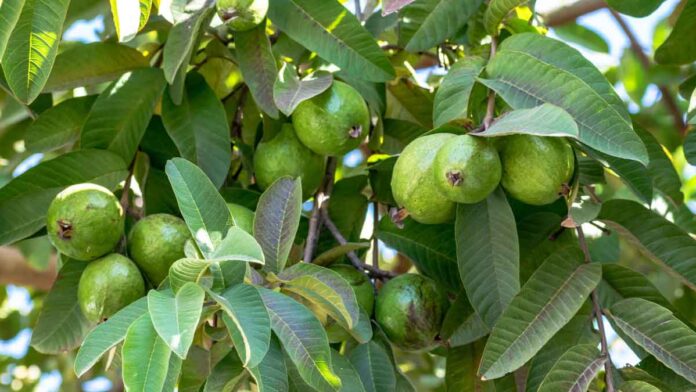 These 6 people should definitely eat guava leaves on an empty stomach