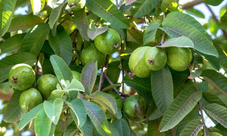 These 6 people should definitely eat guava leaves on an empty stomach