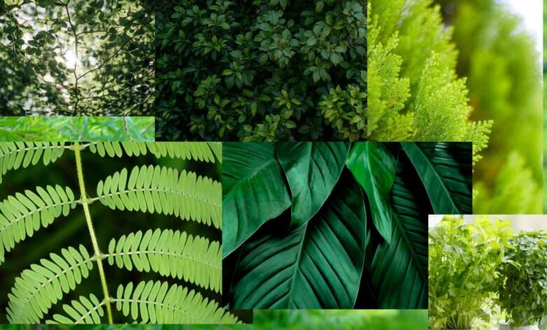 These small leaves are no less than a boon for health, eat 5 Leaves daily