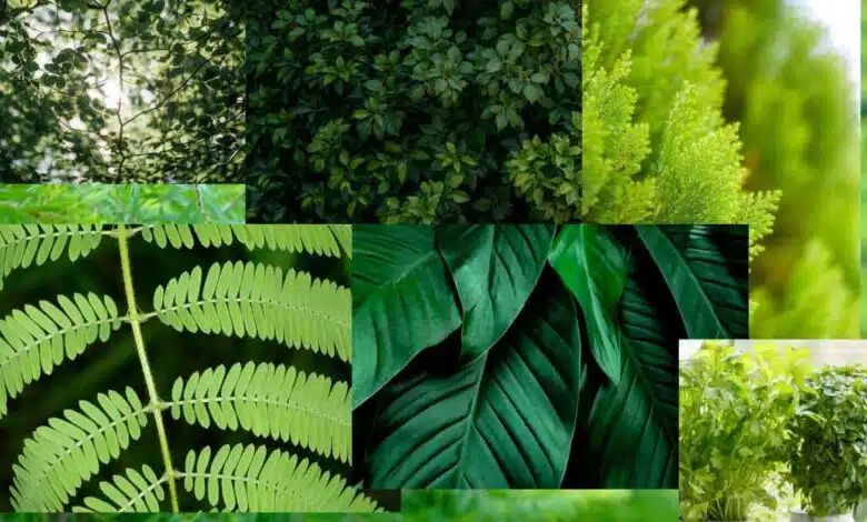 These small leaves are no less than a boon for health, eat 5 Leaves daily