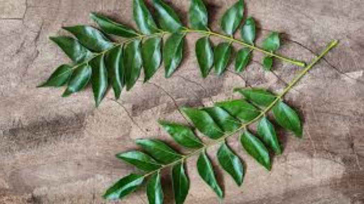 These small leaves are no less than a boon for health, eat 5 Leaves daily