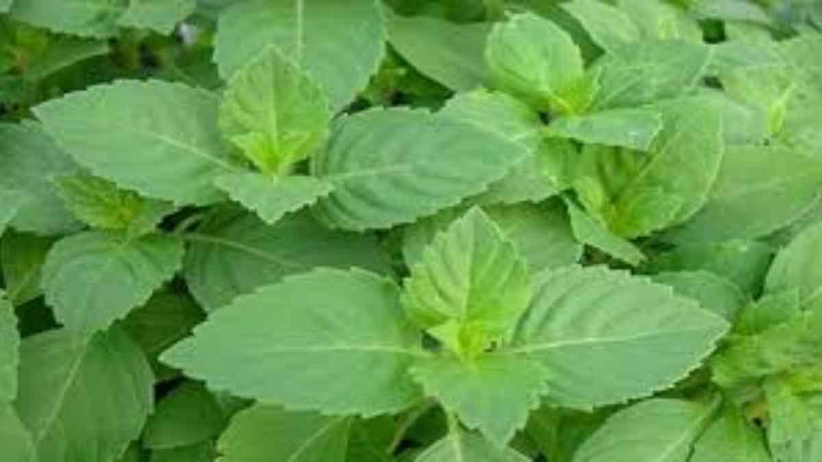 These small leaves are no less than a boon for health, eat 5 Leaves daily