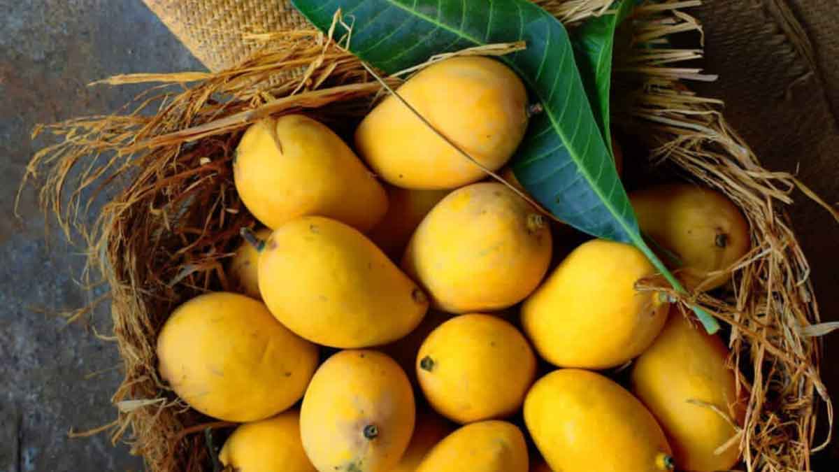 To Weight Loss, include mango in your diet in this way