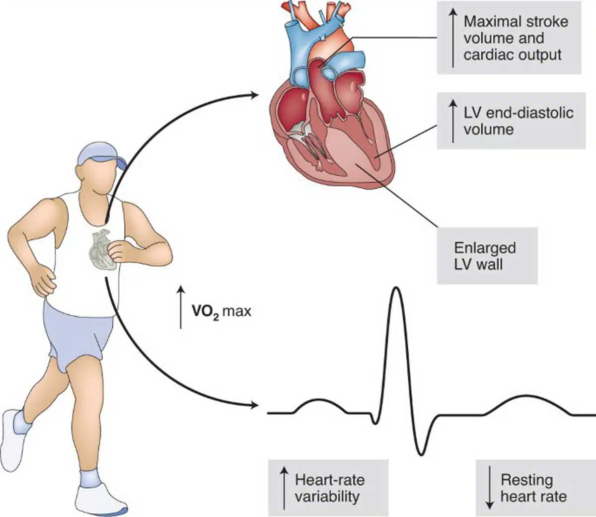 Try These Cardiovascular Exercises for Better Heart Health