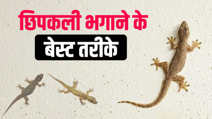Try this recipe to get rid of lizards from the kitchen