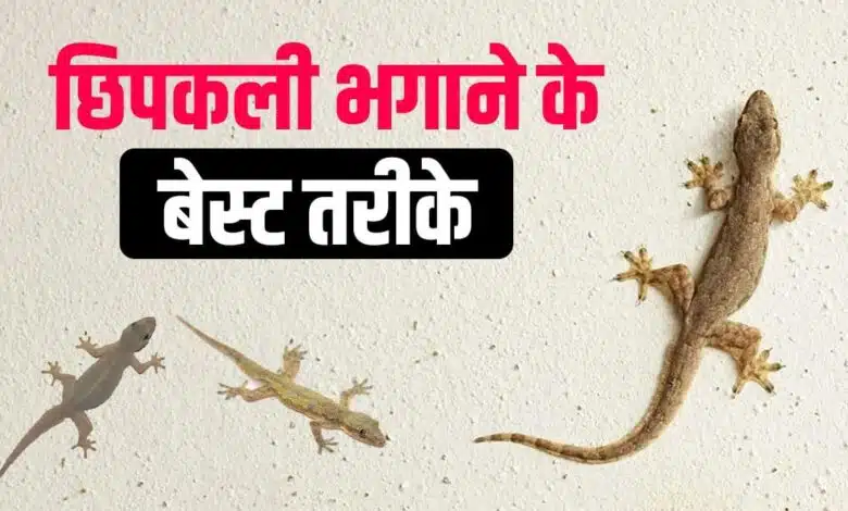 Try this recipe to get rid of lizards from the kitchen