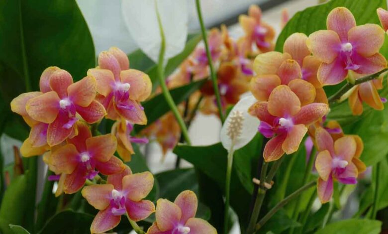 You can plant these 8 plants at home for good luck and Positive energy