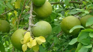 Bael fruit is a miraculous and beneficial fruit
