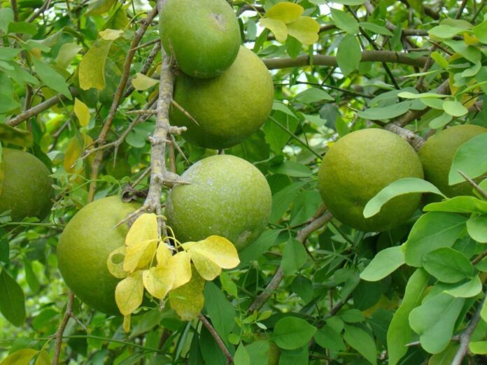 Bael fruit is a miraculous and beneficial fruit