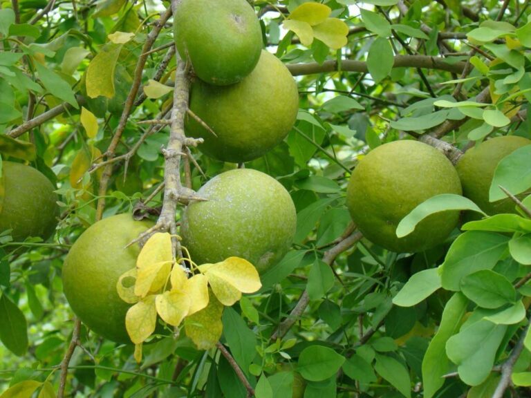 Bael fruit: एक चमत्कारी और लाभकारी फल