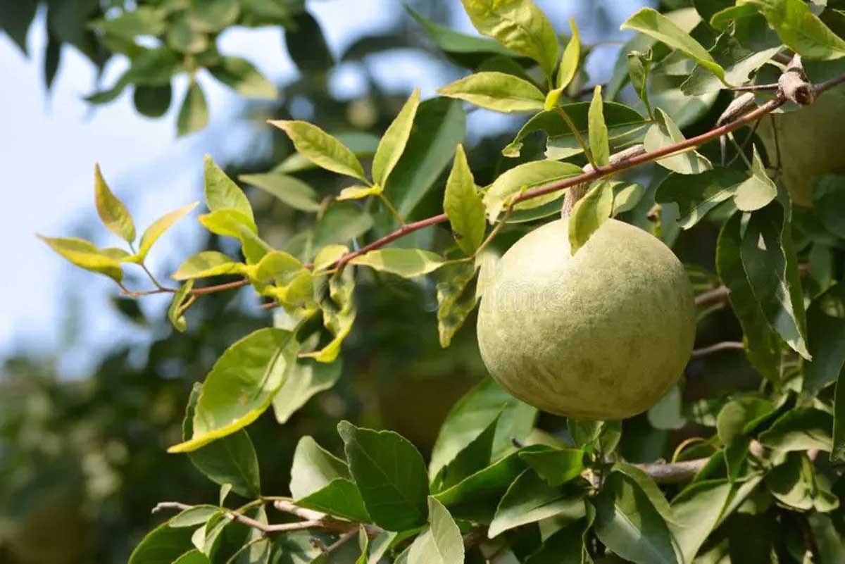 Bael fruit is a miraculous and beneficial fruit