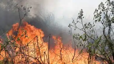 Forest fire broke out in Pakistan due to heat