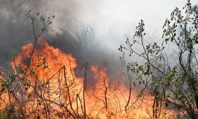 Forest fire broke out in Pakistan due to heat