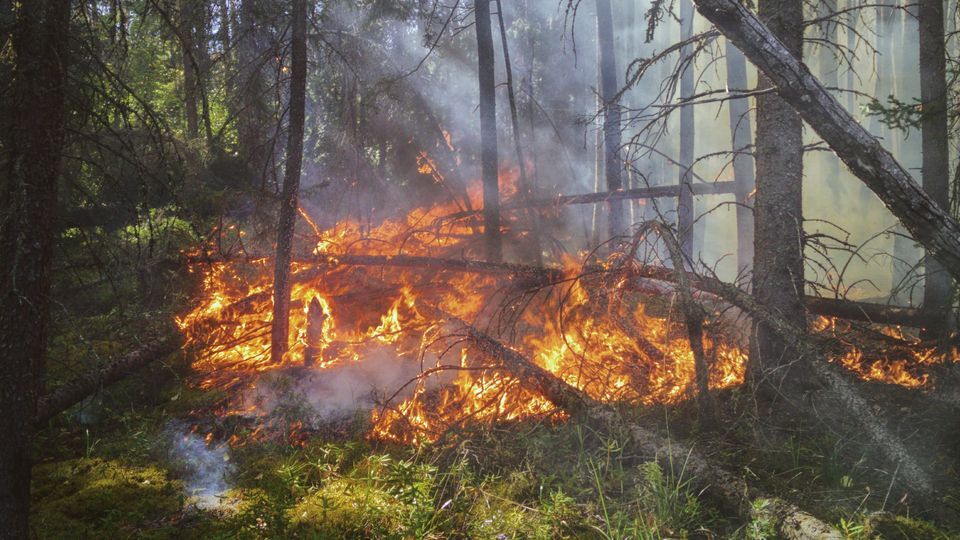 Forest fire broke out in Pakistan due to heat
