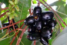 10 Health Benefits Of Jamun You Can’t Miss