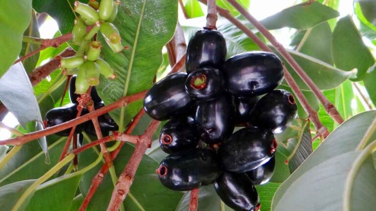 Jamun के 10 स्वास्थ्य लाभ जिन्हें आप मिस नहीं कर सकते